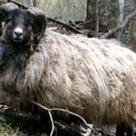 Farm Vacation Rentals NC