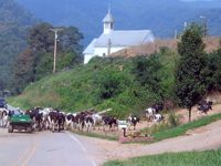 Big Sandy Mush-cows going to pasture