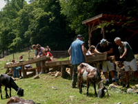 asheville family vacation