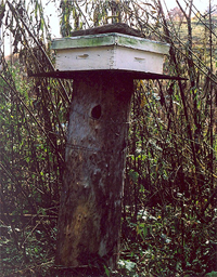 RG-Bee Tree Hive