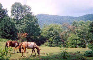 horseback riding vacations nc 