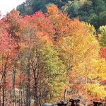 RG-Fall-Sheep-in-Johnnys-Pasture