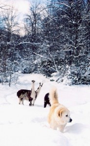 RG-Heidi with the Llamas in Snow