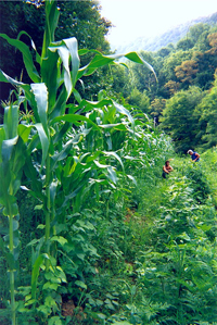 asheville nc farms