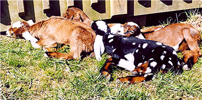 RG-Puddle-of-Sleeping-Goat-Babies