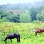 asheville trail rides