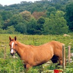 asheville trail rides