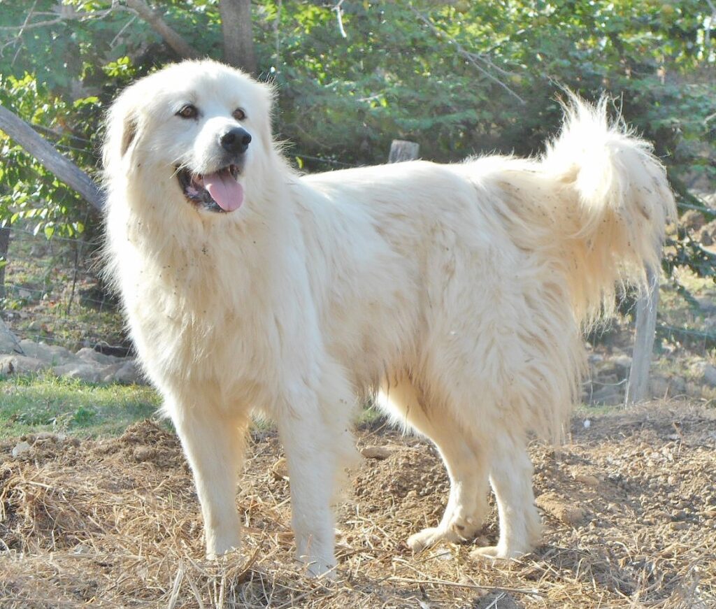 are great pyrenees good guard dogs